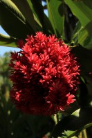 /album/kuranda/img-2883-533x800-jpg/